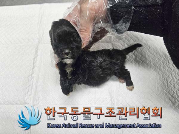 종료(자연사) 믹스…